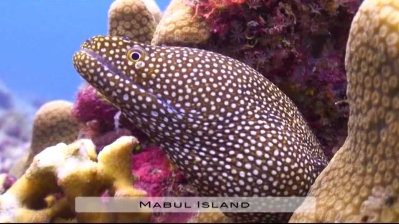 Diving in Sabah
