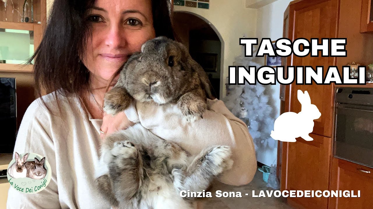 TASCHE inguinali coniglio