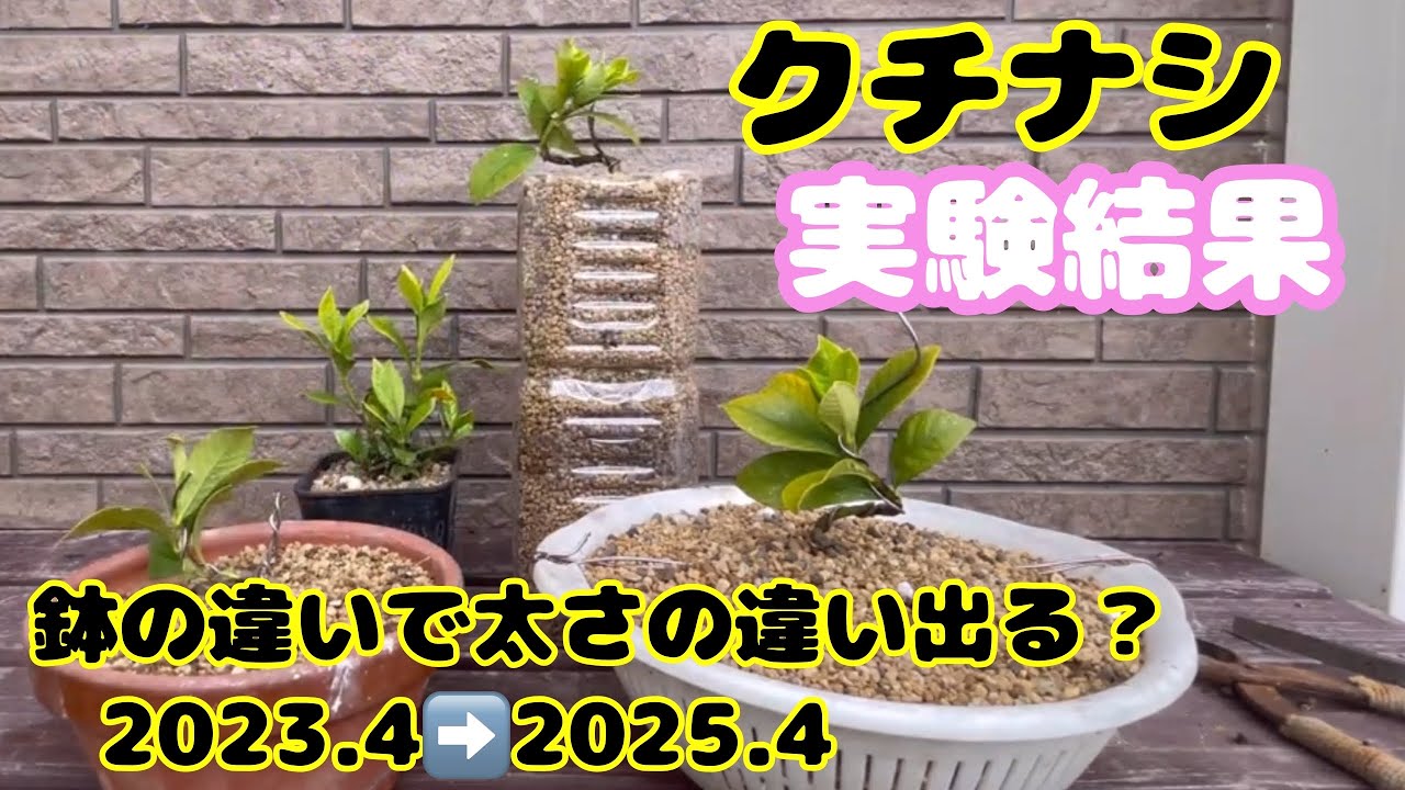 【クチナシ】鉢の種類を変えて、太さを比べました【初心者に優しい盆栽】