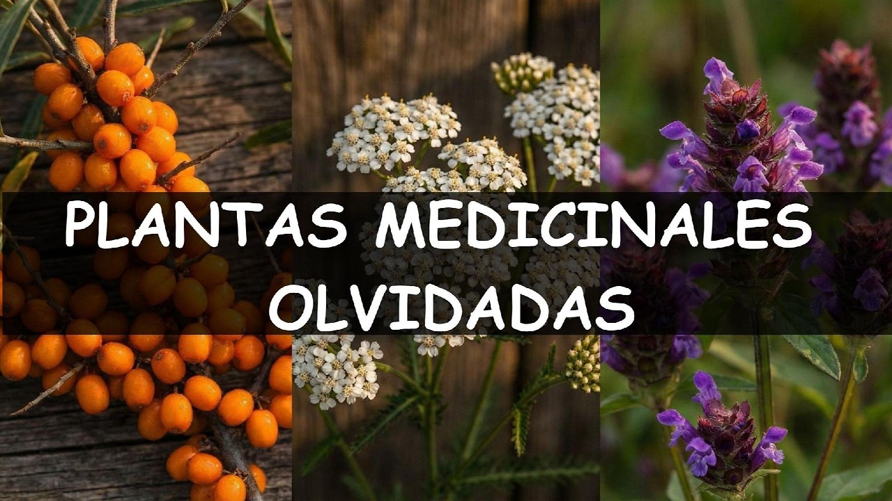 20 Plantas Medicinales Olvidadas Que Te Curarán al İnstante
