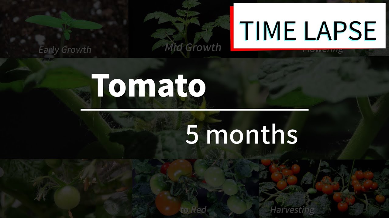 [Full] Tomato Life Cycle Time Lapse | Grow Up House Plant | Instrumental Music | Home Gardening