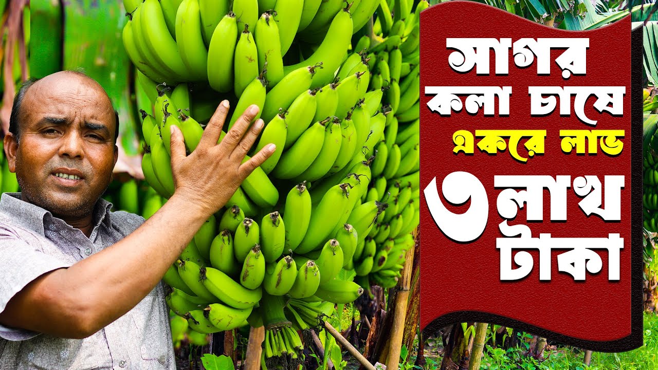 সাগর কলা চাষ - একর প্রতি লাভ ৩ লাখ টাকা | কলা চাষ পদ্ধতি | Banana Farming | safollo kotha