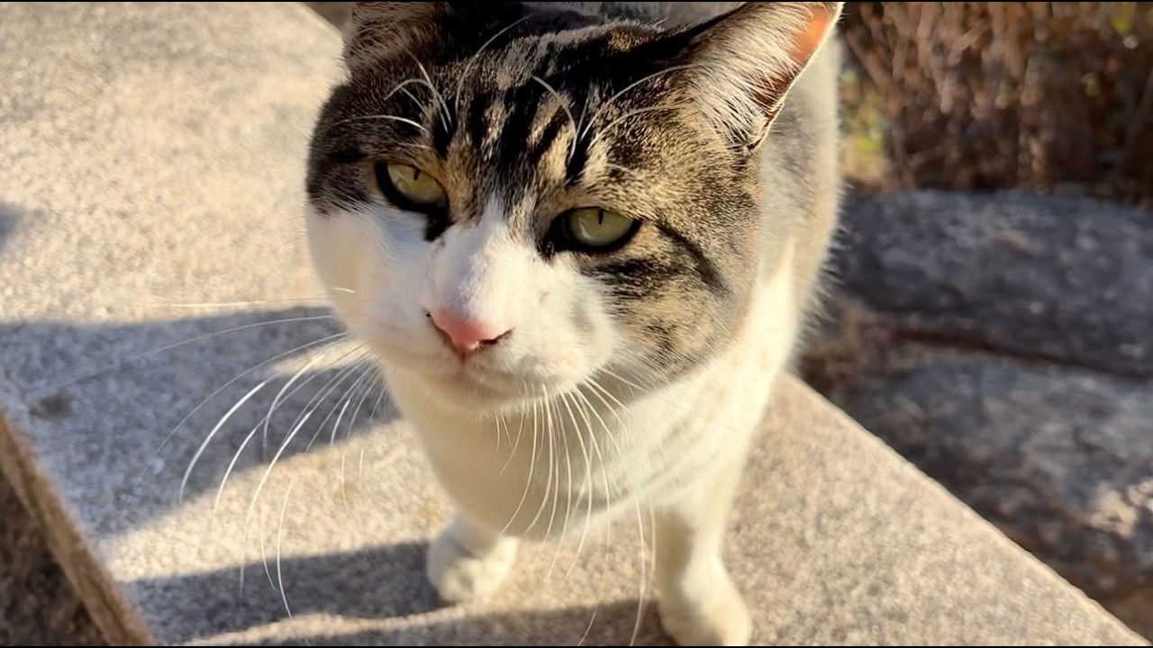 ベンチに乗って可愛い鳴き声聴かせてくれる人懐っこい猫ちゃん
