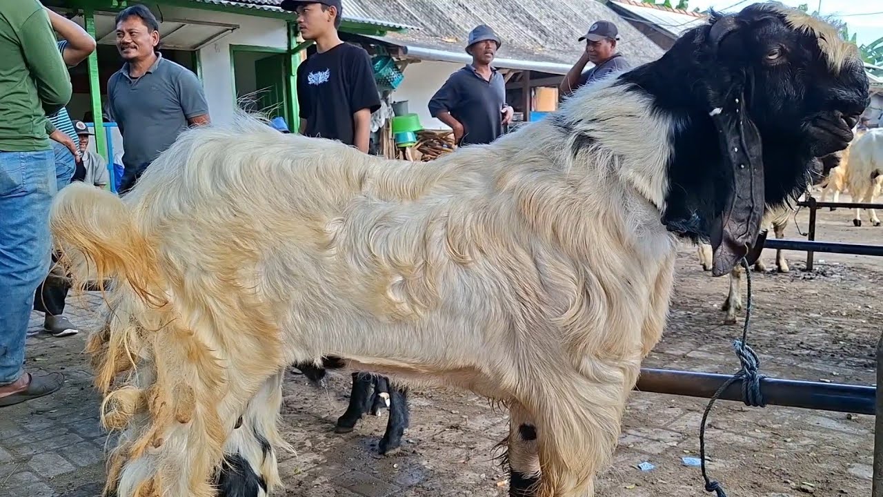 600 rb✅️KAMBING PE JANTAN BAKALAN MURAH|sepi harga semakin ajorr|pasar kambing kerek