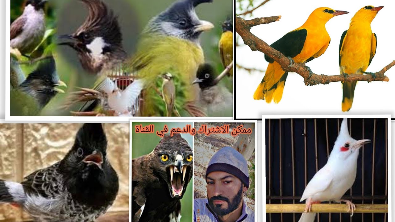 بلابل طفرات نادره