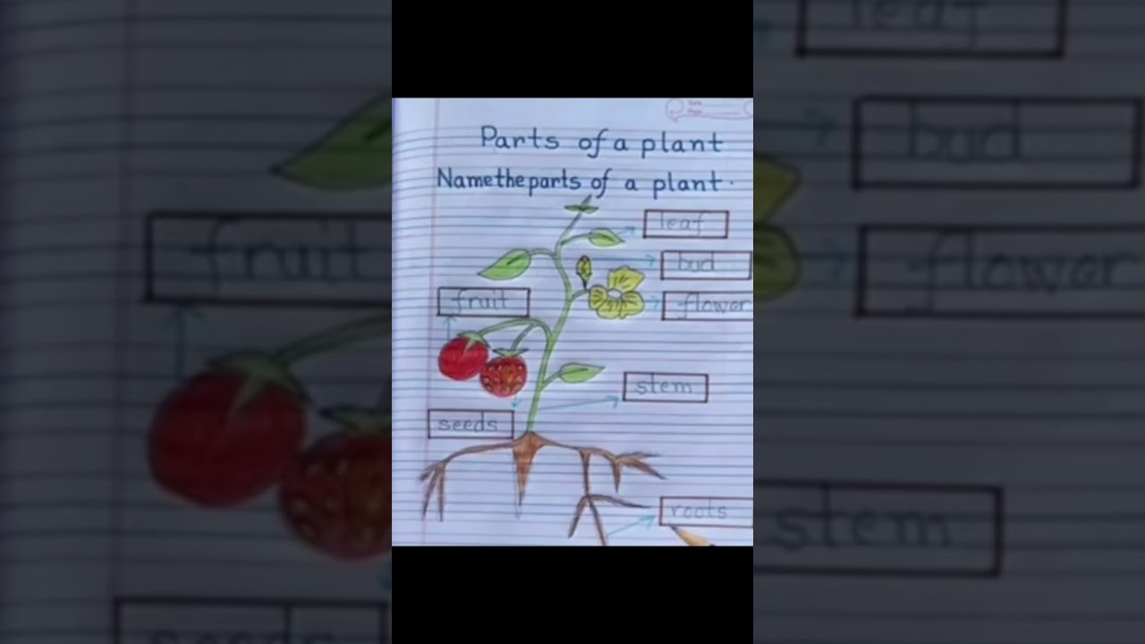 science workseet || grade 1 science workseet || parts  of plant for Std1 ||#ytviral #shortsvideo