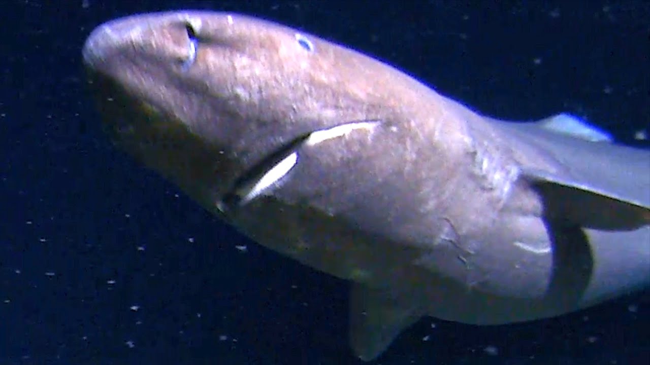 Deep Sea Antarctica: New Sleeper Shark Encounter Caught on Camera in 2025