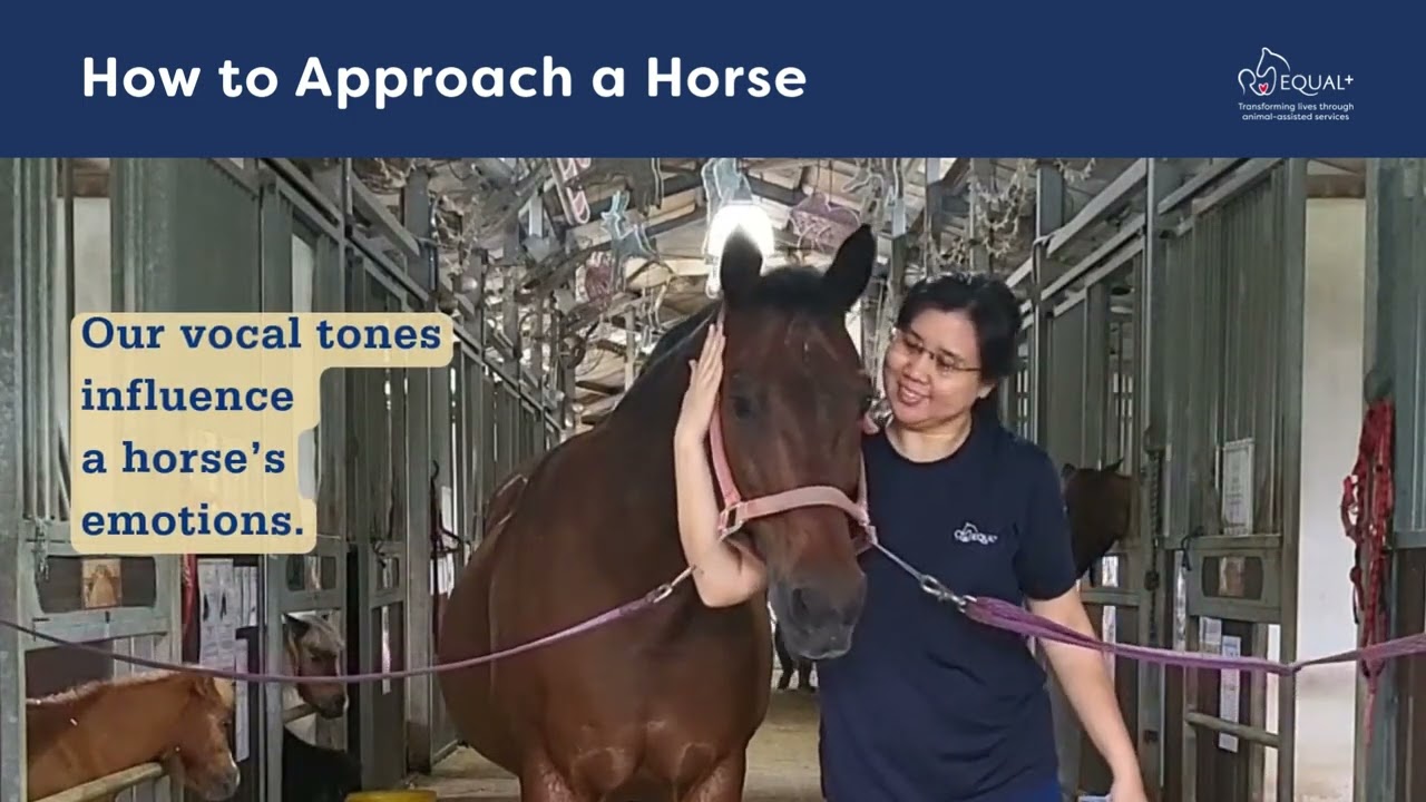 EQUAL Volunteer Training | Horse Safety