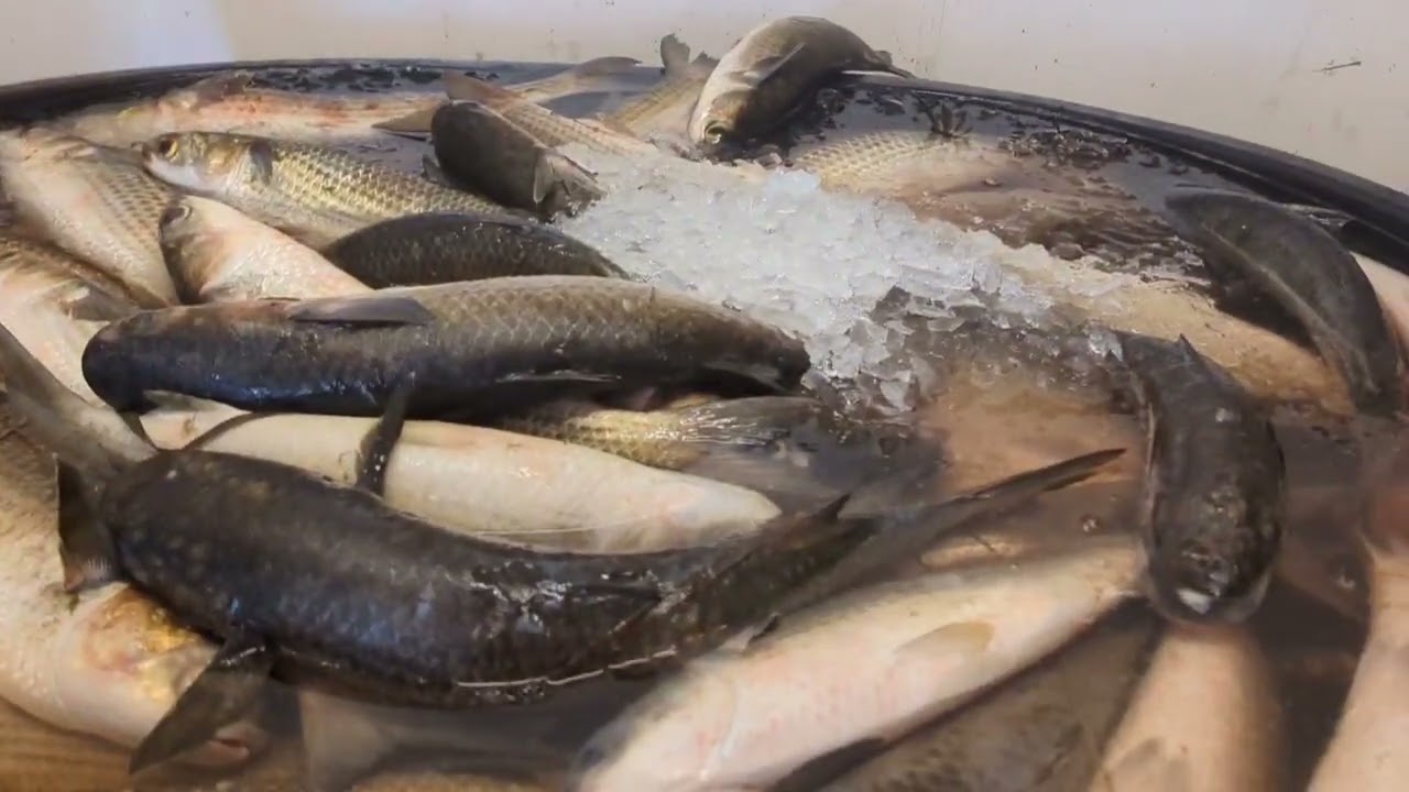 Compramos pescado 😃