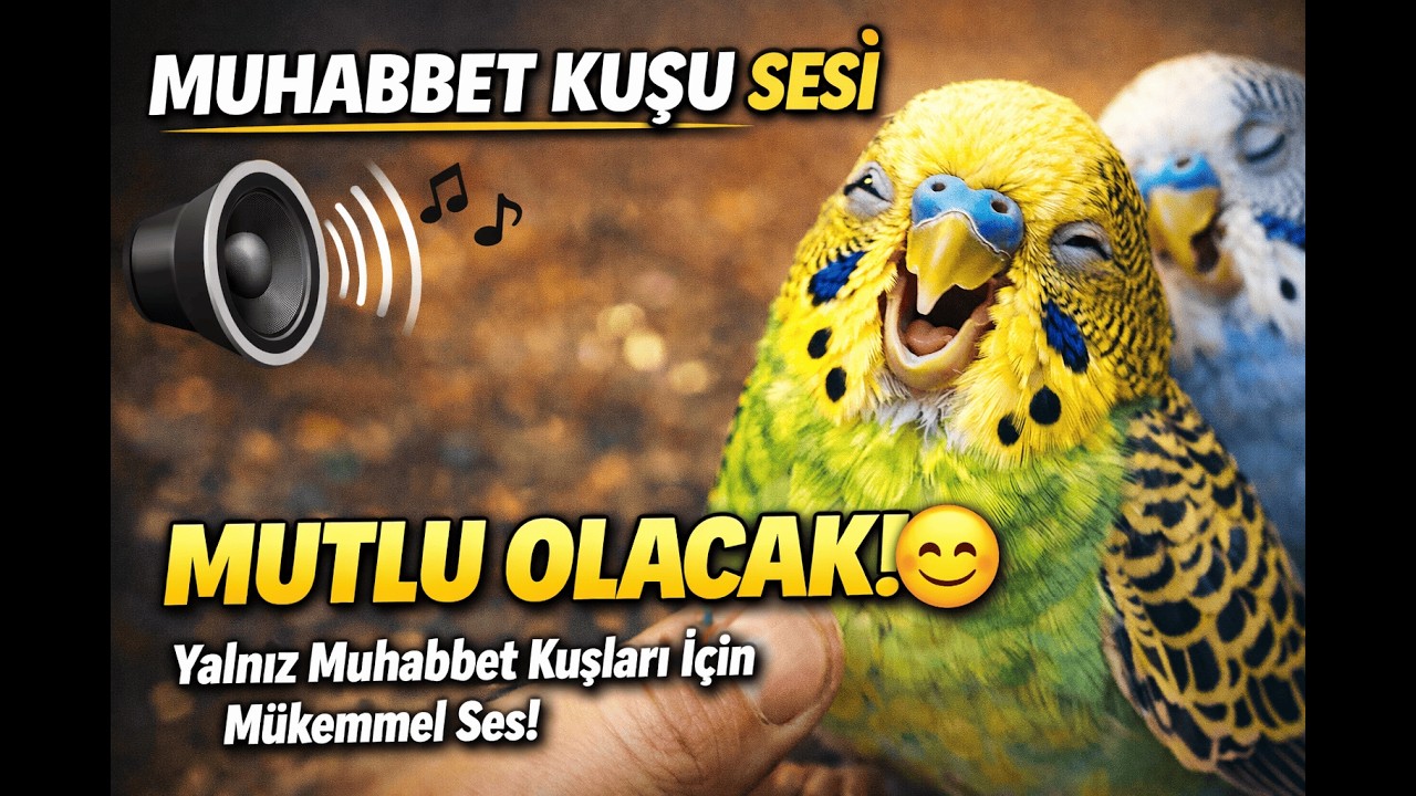 Mutluluk  - Muhabbet kuşu Dostluğu - Doğal Muhabbet kuşu sesi - canlı yayın