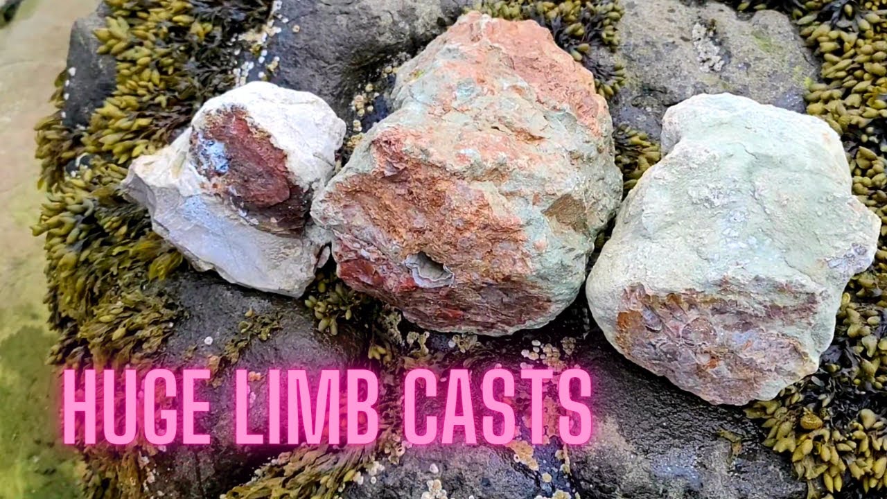 ROCKHOUNDING AMAZING LIMB CASTS | Bay of Fundy Nova Scotia