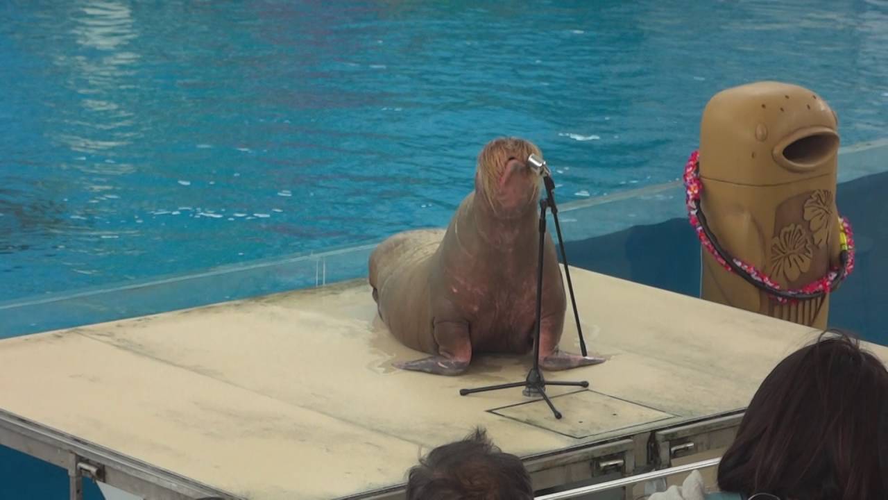 Abertura Show Sea Paradise