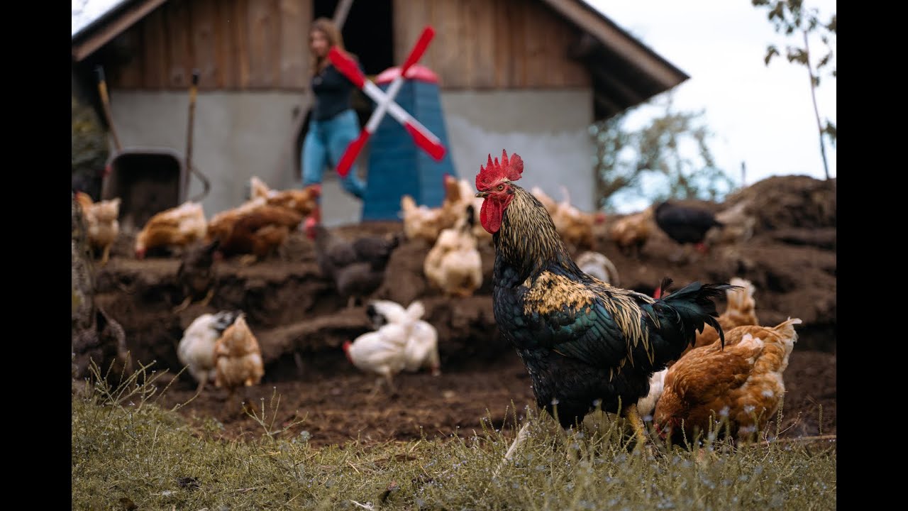 Alo!Stari x @EMKEJ_WUDISBAN - Nea guši