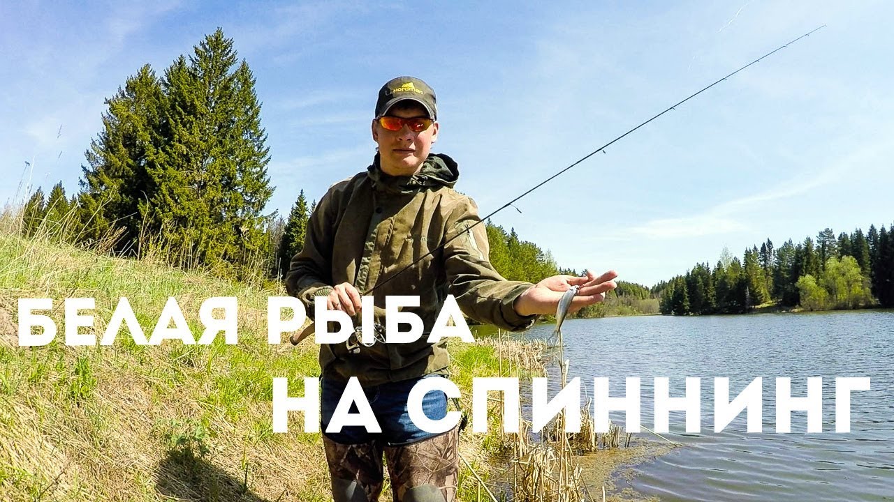 Ловля белой рыбы на спиннинг