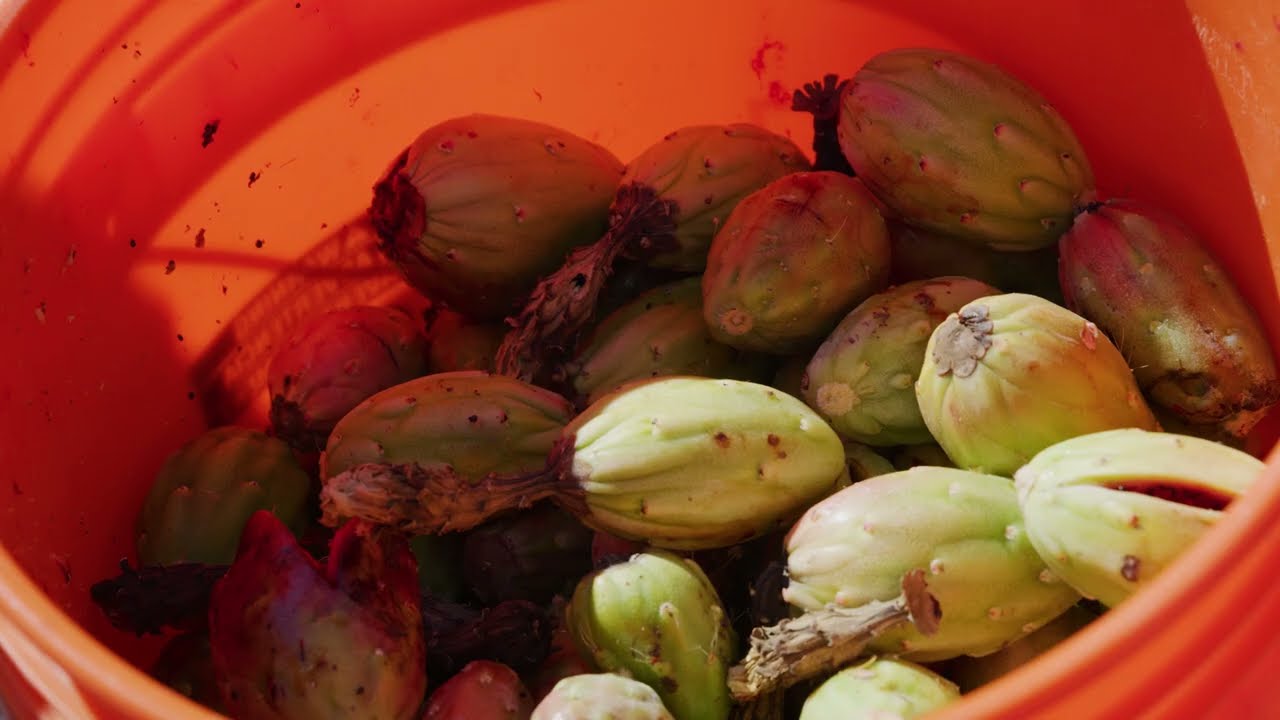 Bahithaj Harvest with Andrew Pedro