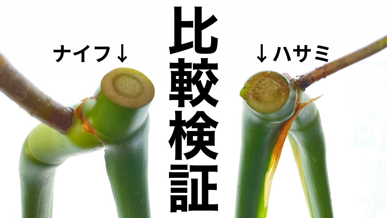 モンステラをハサミとナイフで切って水挿しした比較検証