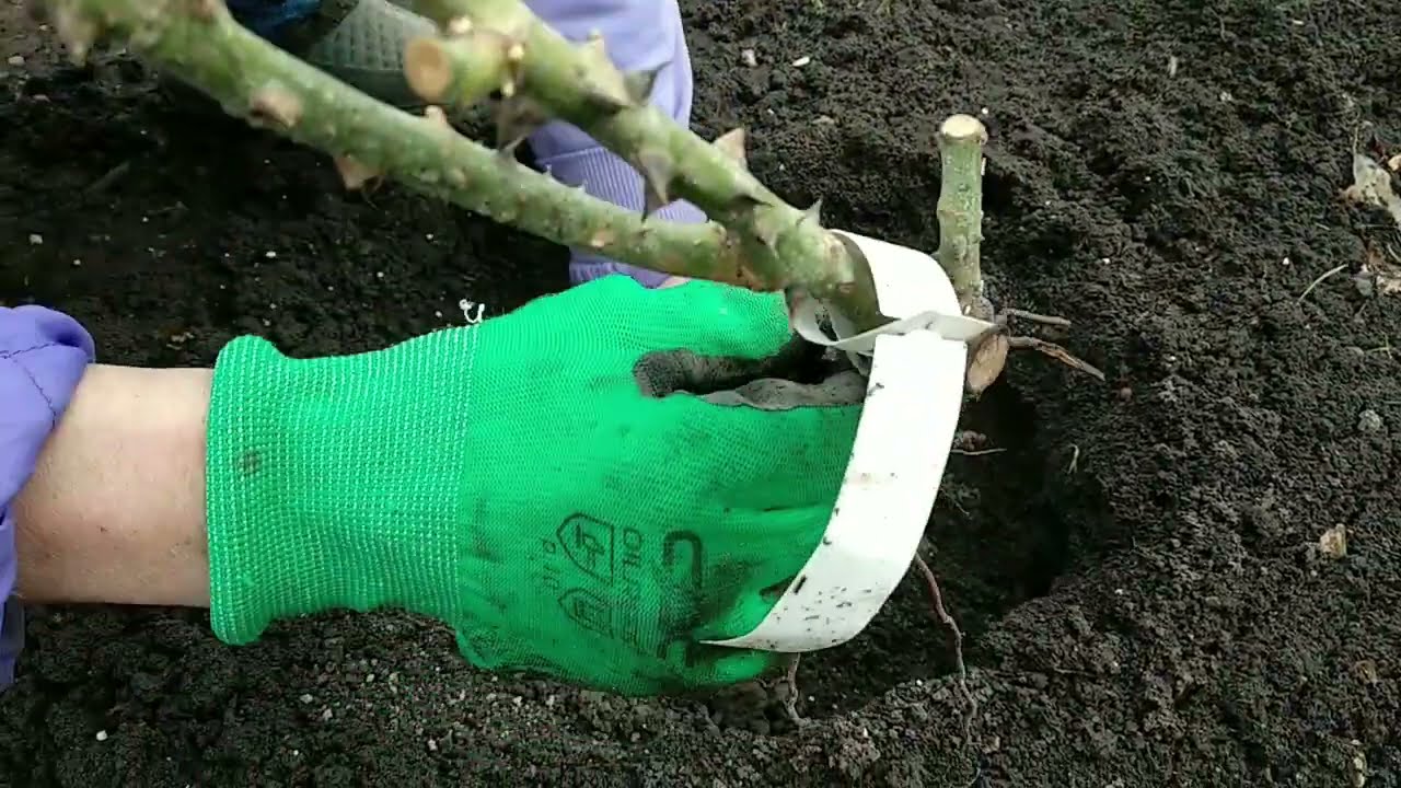 Розы. Посадка слабых  саженцев роз ранней весной. Важные нюансы.