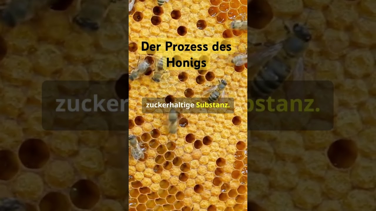 Wie entsteht Honig? Der faszinierende Prozess mit den Bienen! #honig #bienen #prozess #wissenistmach