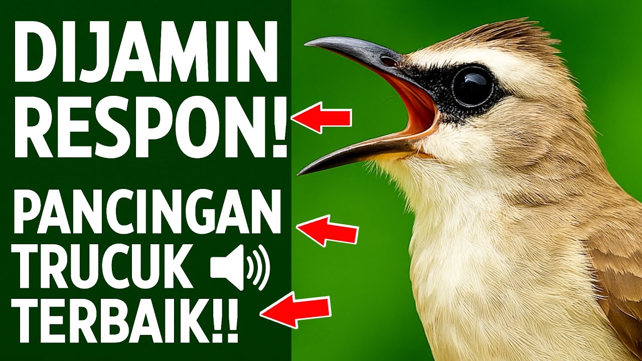 MASTERAN TRUCUKAN TERBUKTI AMPUH: Ropel Ngalas Bikin Burung Gacor & Nyaut!