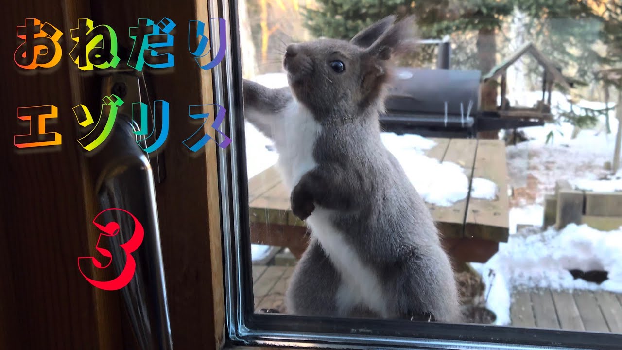 おねだりエゾリス 3