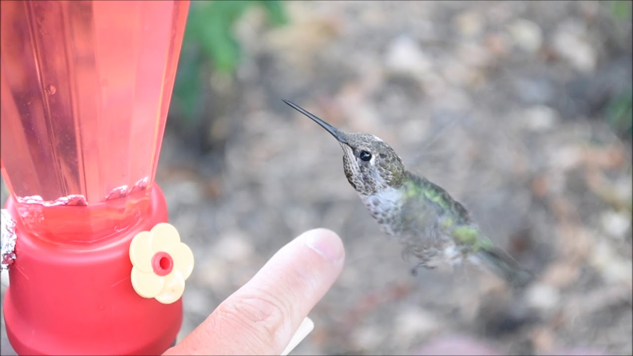 How to tame wild hummingbirds