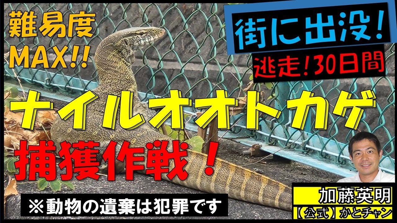 ナイルオオトカゲ捕獲作戦！遺棄動物捜索の様子を紹介します。動物の遺棄は犯罪です！衝動買い防止！オオトカゲの捜索に協力して頂いた地域の皆様、ありがとうございました！≫ 加藤英明【公式】かとチャン