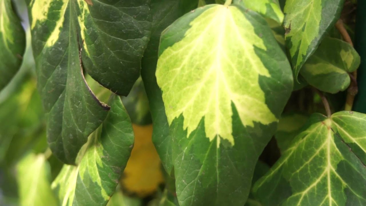 Chelsea Flower Show 2012 - Hedera colchica Sulphur Heart