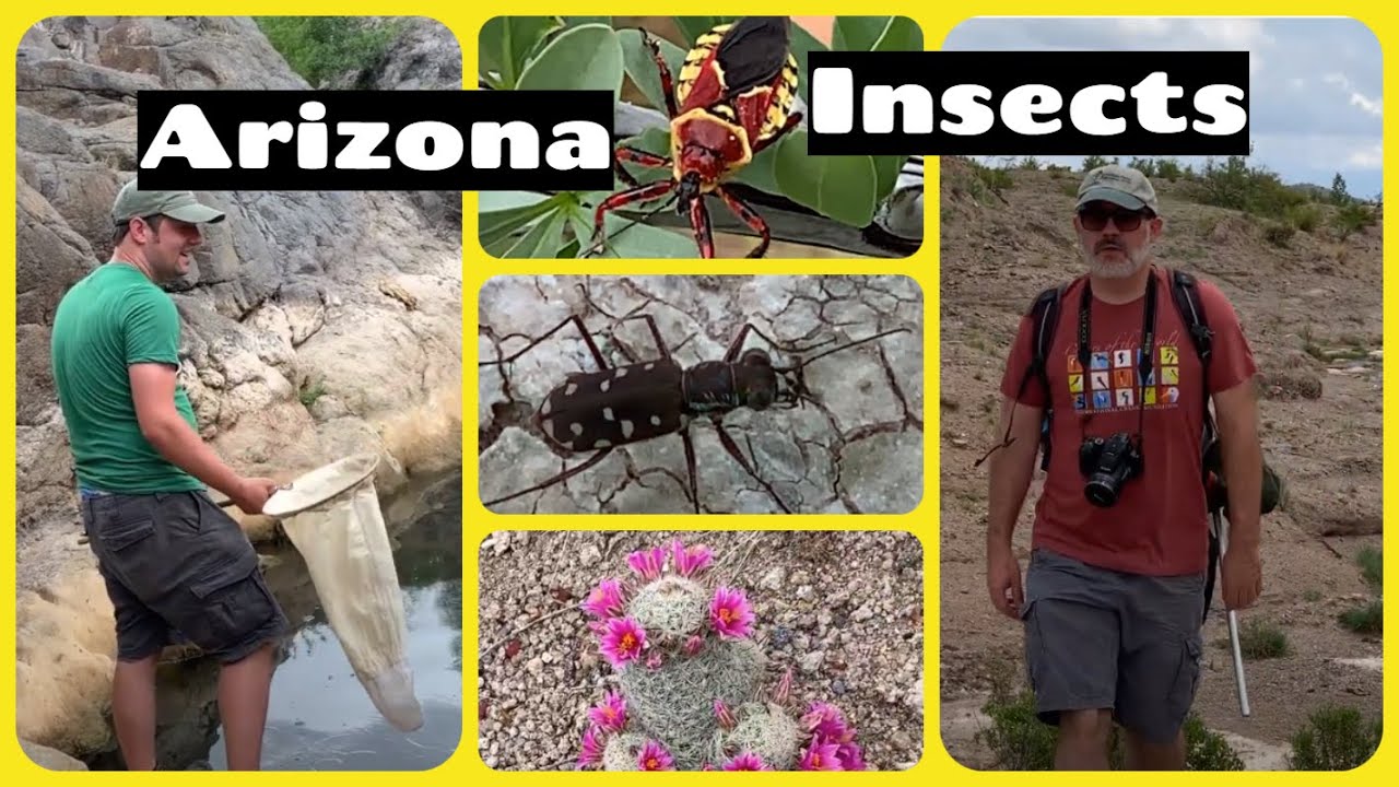 Patagonia Lake Arizona Ravine Insects #entomology #arizona