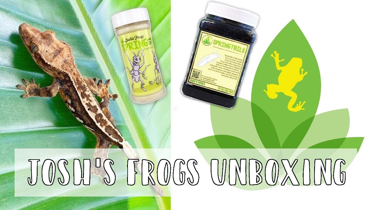 Josh's Frogs Unboxing!! // Bioactive Supplies!