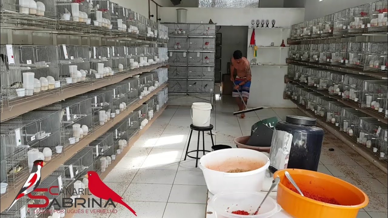 Cheguei e o canaril estava uma bagunça 😩😩😩😩😩