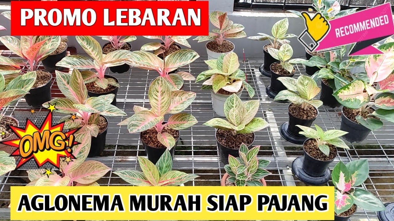 PROMO LEBARAN‼️ Aglonema Murah Siap Pajang, Stok Terbatas ~ 132