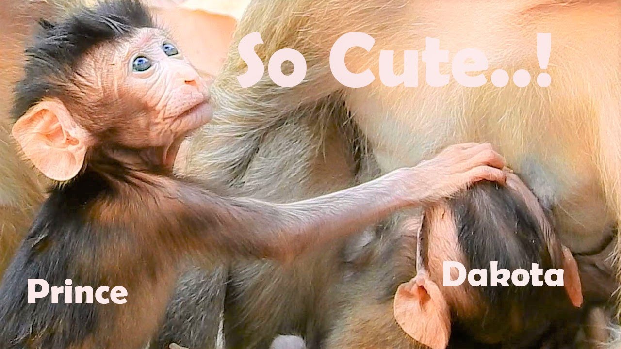 Cute Baby Prince Fun Play With Baby Dakota,Mom Princess & Mom Duchess Take Care Their Baby Carefully