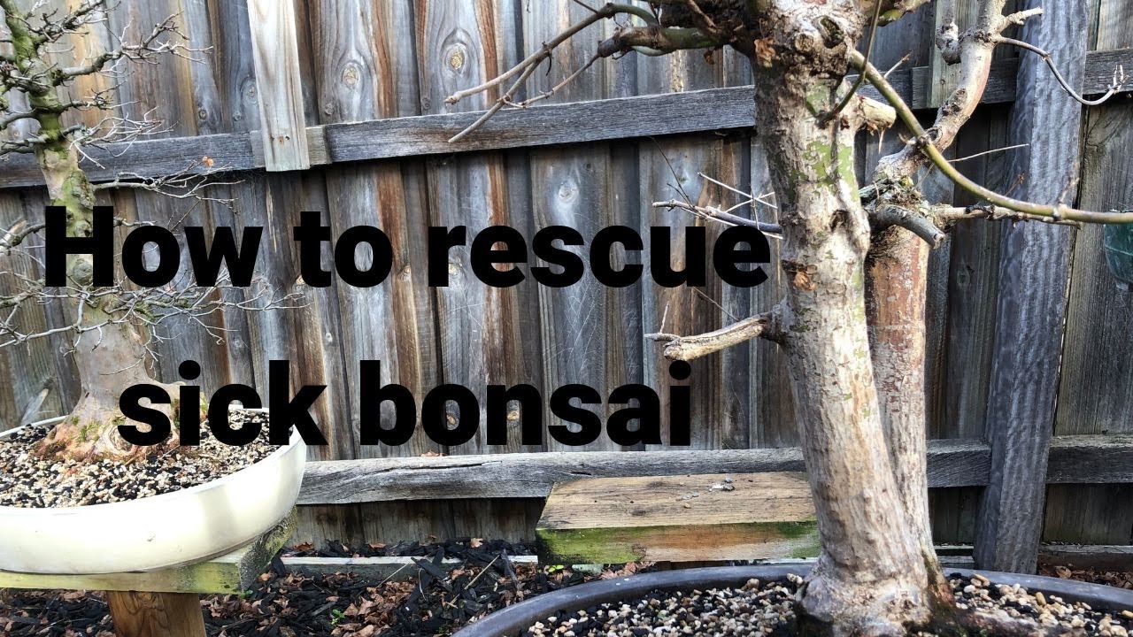 How to take care of sick bonsai - bonsai rescue of Japanese maple
