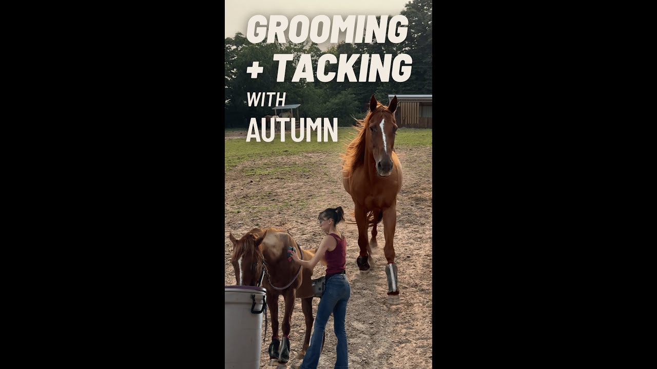 GRWM - from field to saddle, with Autumn, the R+ trained rescue OTTB