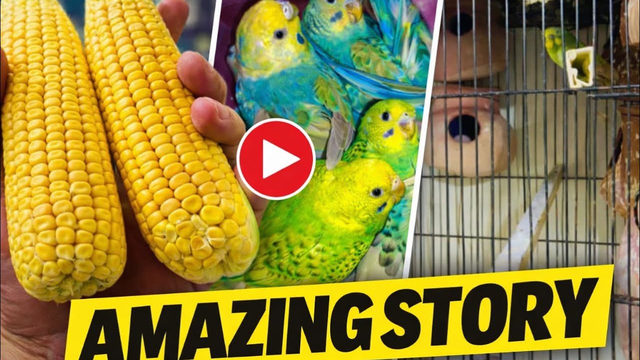 Breed agai ✌🏻#birds #breeding #new #vlog #youtubeshorts 