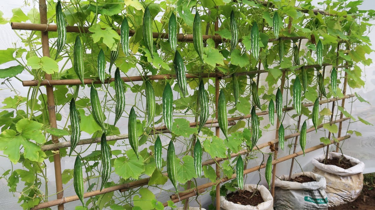 Growing snake gourd at home quickly produces lots of fruit and is delicious