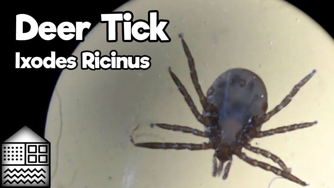 Deer Tick - Ixodes Ricinus