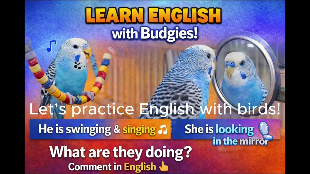 Learn English with Budgies | Guess What These Budgies Are Doing? 🐦👀