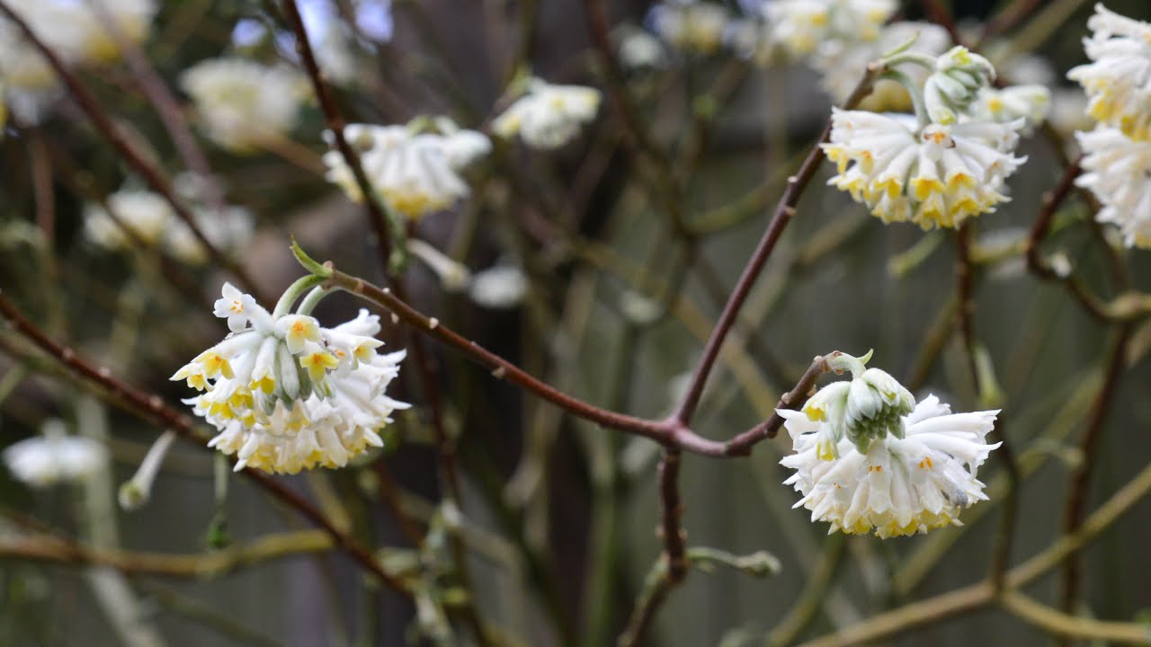 Edgeworthia ( Edgeworthia papyrifera and chyrsantha)