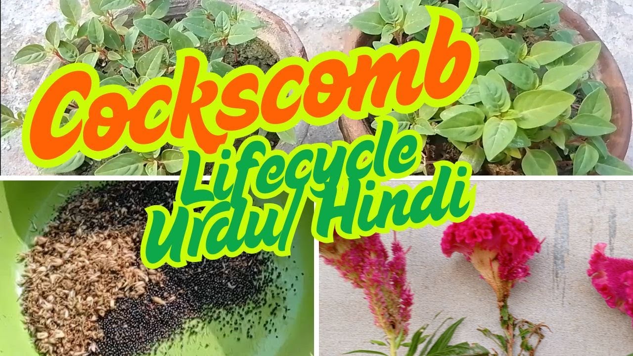 Cockscomb flower Plant Complete Life Cycle details in Urdu/ Hindi Gul e Kalgha