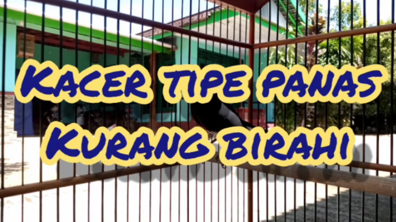 KACER TIPE PANAS KURANG BIRAHI,NERKAM,BAGONG,NGETEM