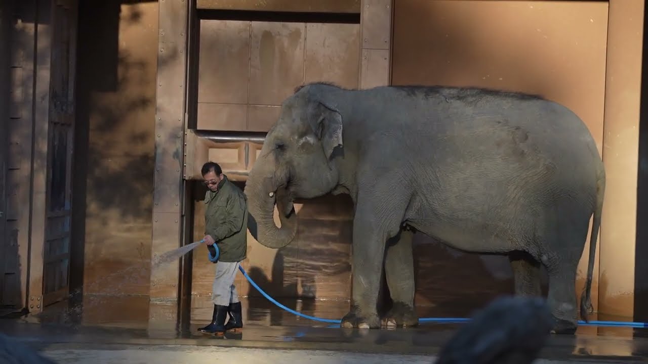 東山動植物園　アジアゾウ　ワルダーのお手伝い　2024.1