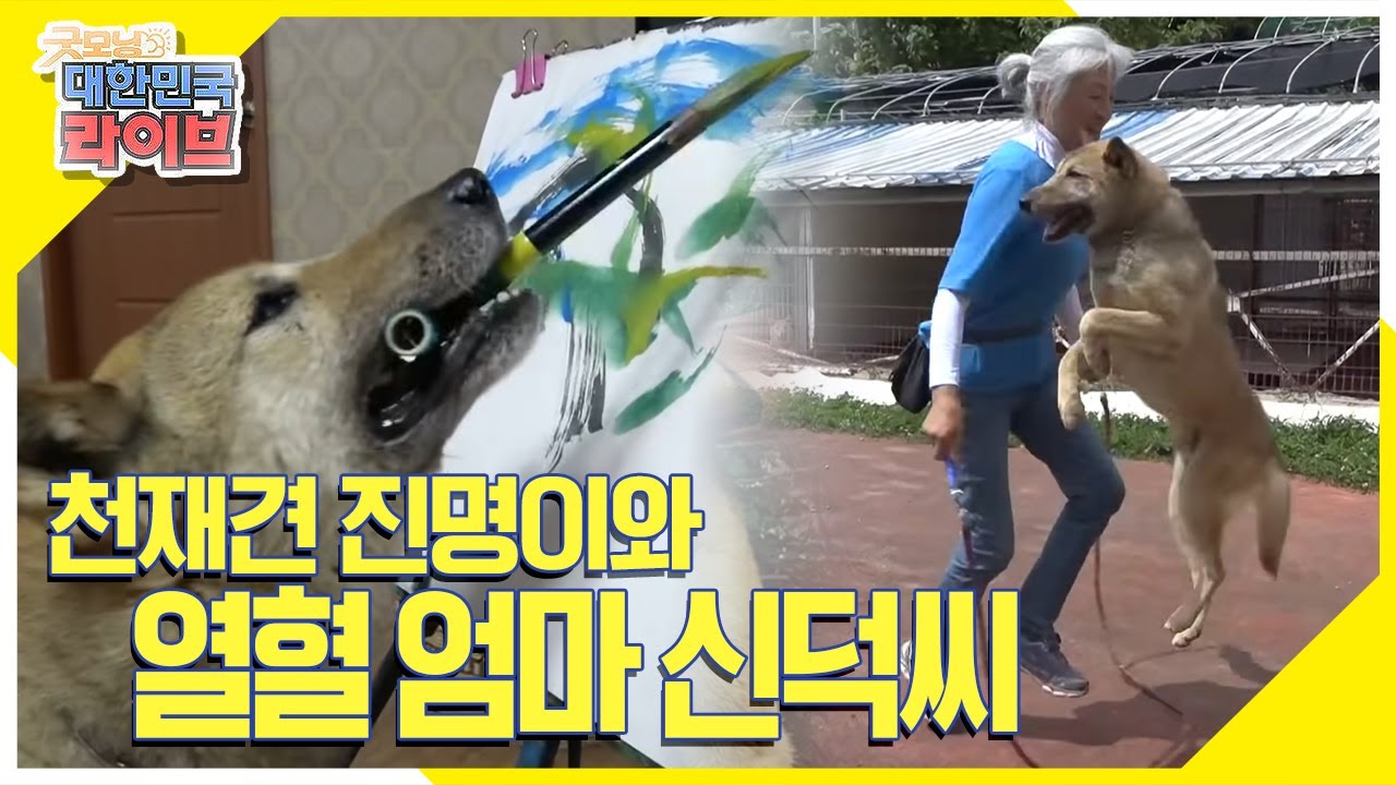 [환장의 짝꿍] 천재견 진명이와 열혈 엄마 신덕씨 [굿모닝 대한민국 라이브] 20200714
