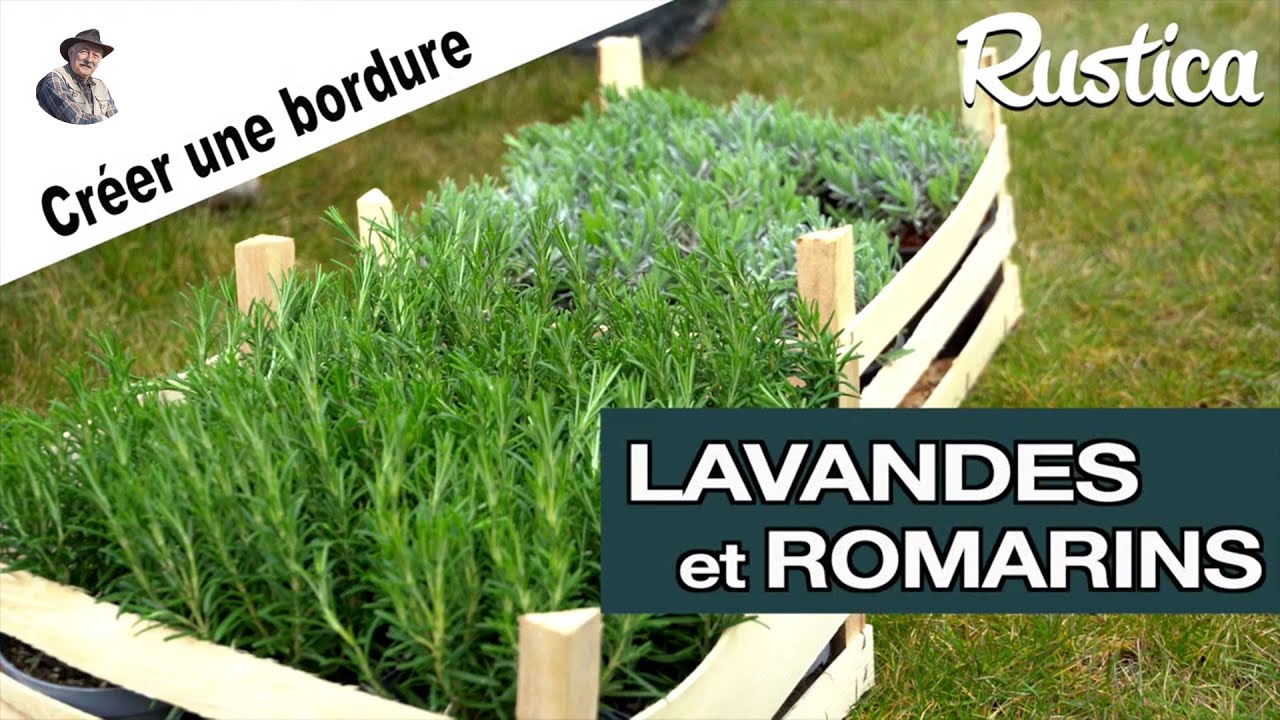 Comment planter une bordure de lavandes et romarins