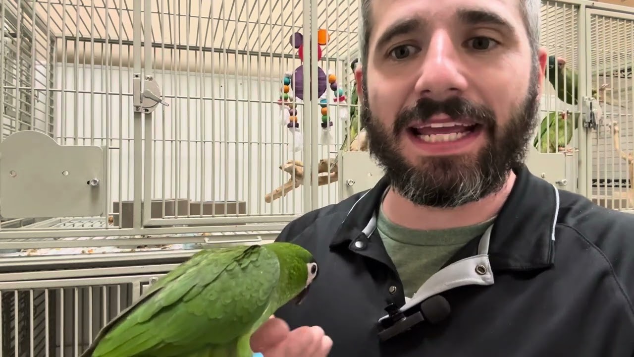 Learn About The Hahns Macaw!