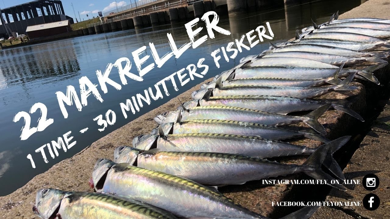 Makrel bonanza I Hvide Sande - 22 stk på 1 time & 30 minutter - Hvor der komme ligeså mange ud igen.