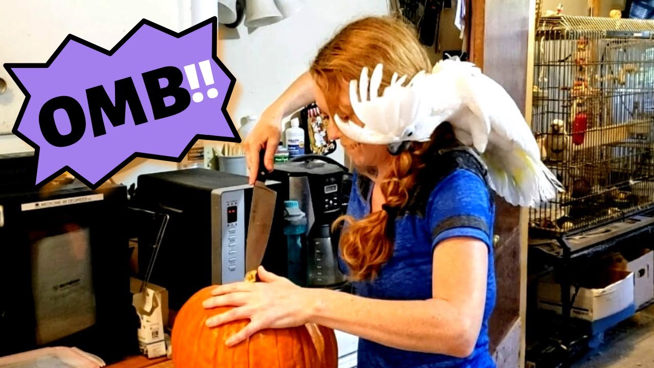 Special Needs Rescued Cockatoos React to Pumpkins For The First Time!