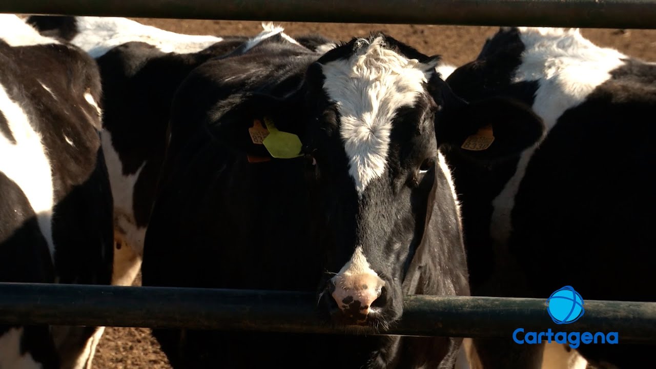 Arranca la vacunación de vacas por la 'dermatosis nodular contagiosa'