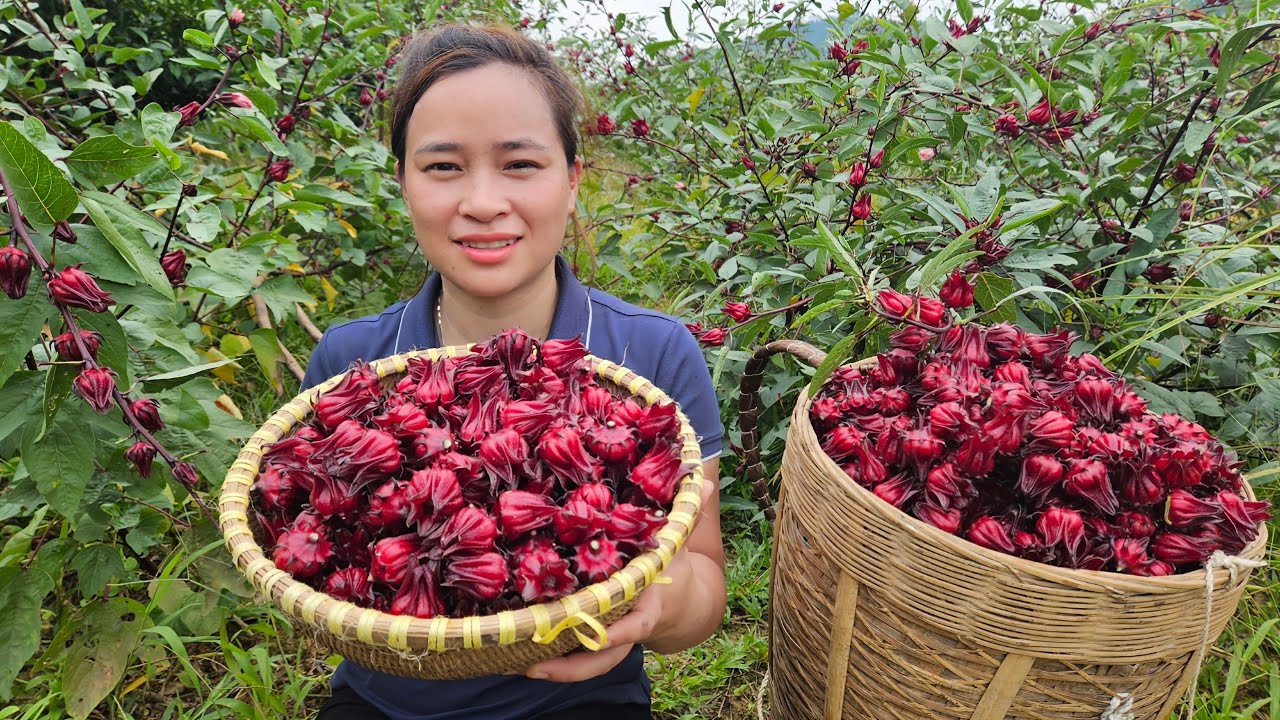 Harvesting RED ATISO FLOWER Goes to market sell - Build Garden - Live with nature