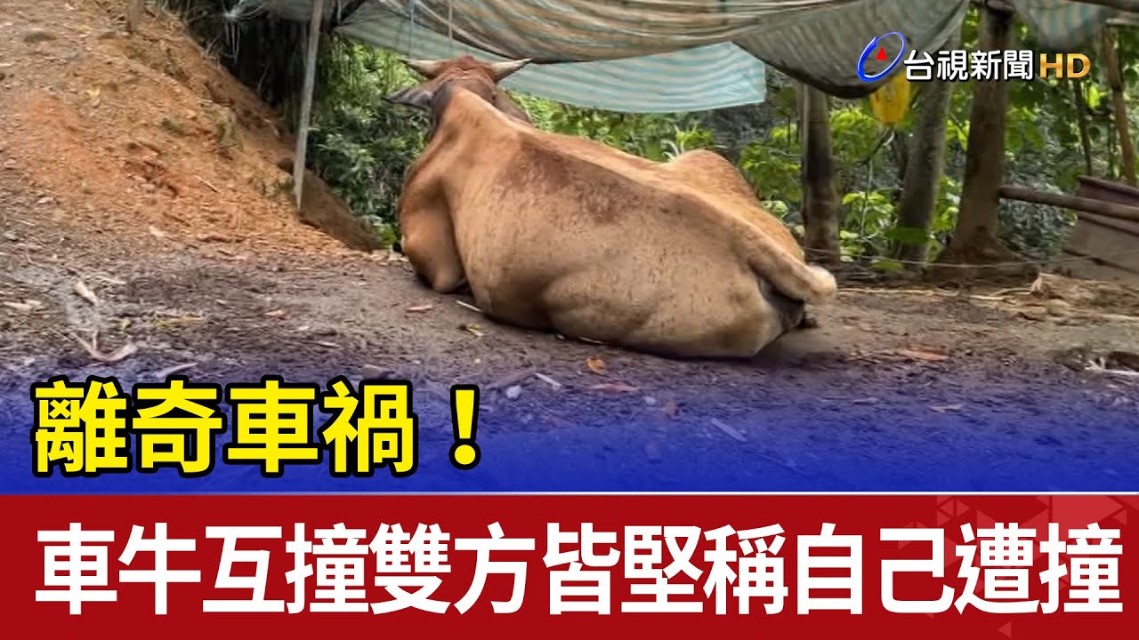 離奇車禍！ 車牛互撞雙方皆堅稱自己遭撞